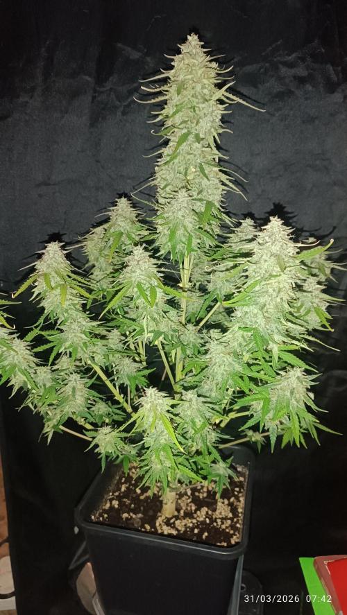 Forbidden runtz auto. Week 9