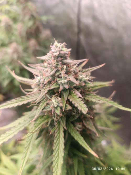 Forbidden Runtz Auto. Week 9
