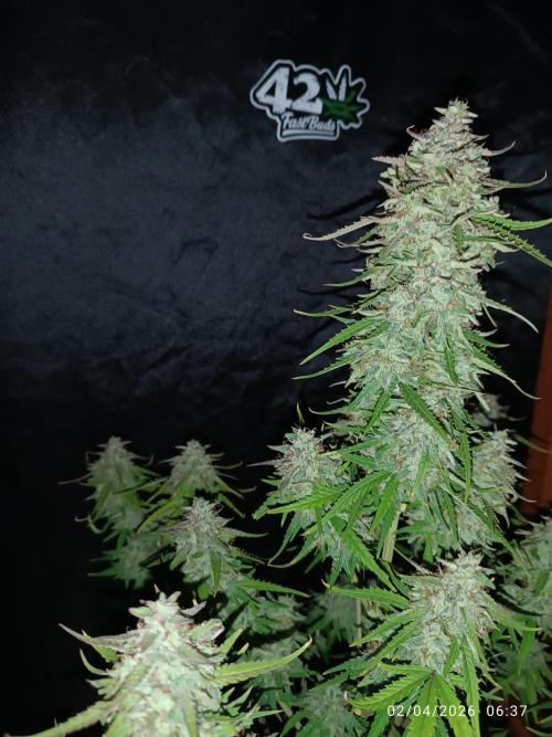 Forbidden runtz auto. Week 9