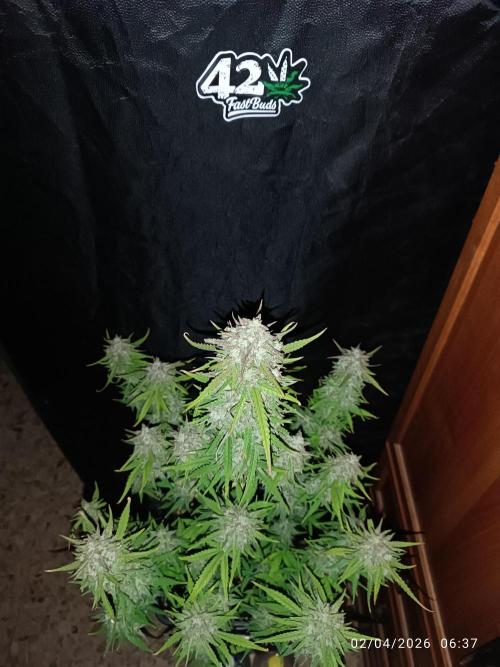 Forbidden runtz auto. Week 9
