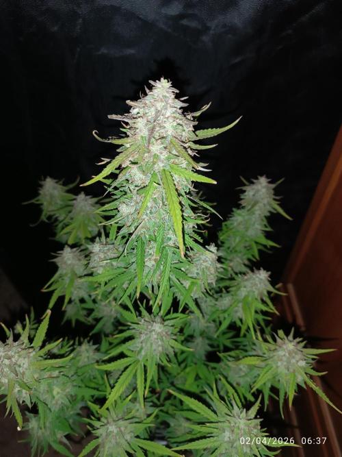 Forbidden runtz auto. Week 9