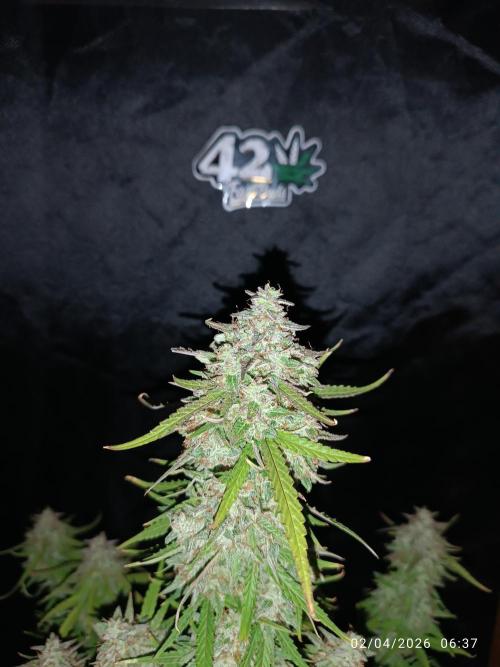 Forbidden runtz auto. Week 9