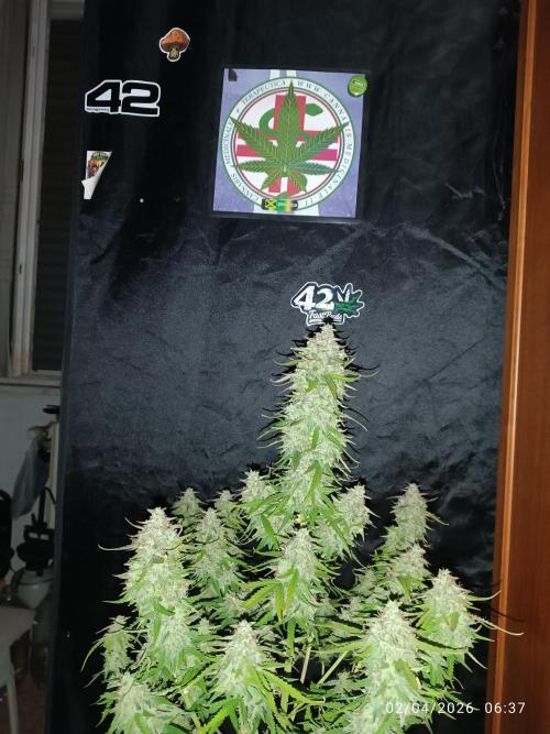 Forbidden runtz auto. Week 9