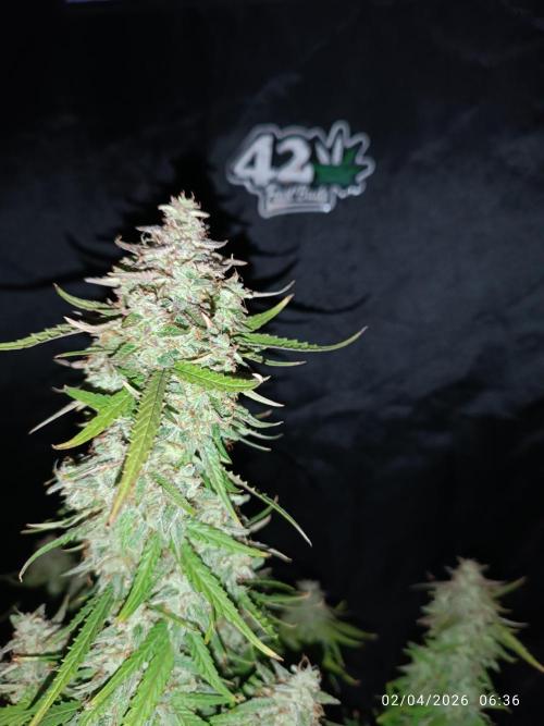 Forbidden runtz auto. Week 9