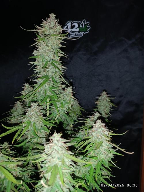 Forbidden runtz auto. Week 9