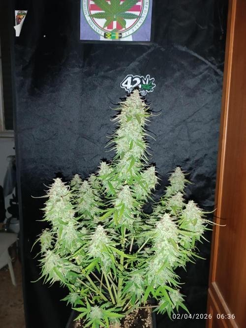 Forbidden runtz auto. Week 9