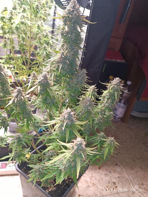 Forbidden runtz auto. Week 9