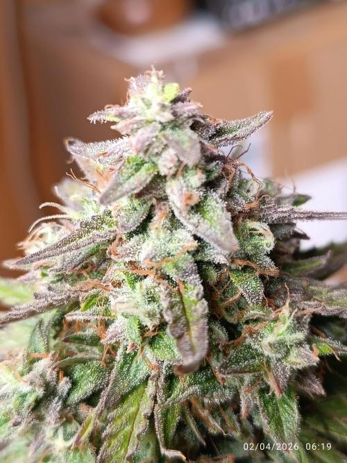 Forbidden runtz auto. Week 9