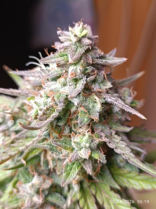 Forbidden runtz auto. Week 9