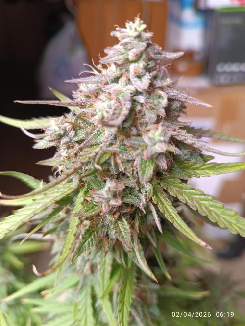 Forbidden Runtz Auto. Week 9