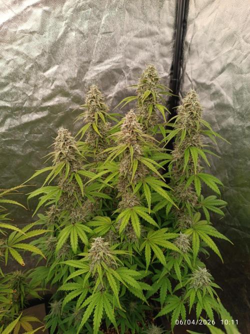 Grape Ape auto. Week 10