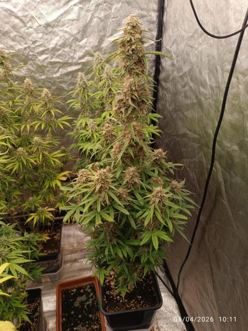 Grape Ape auto. Week 10