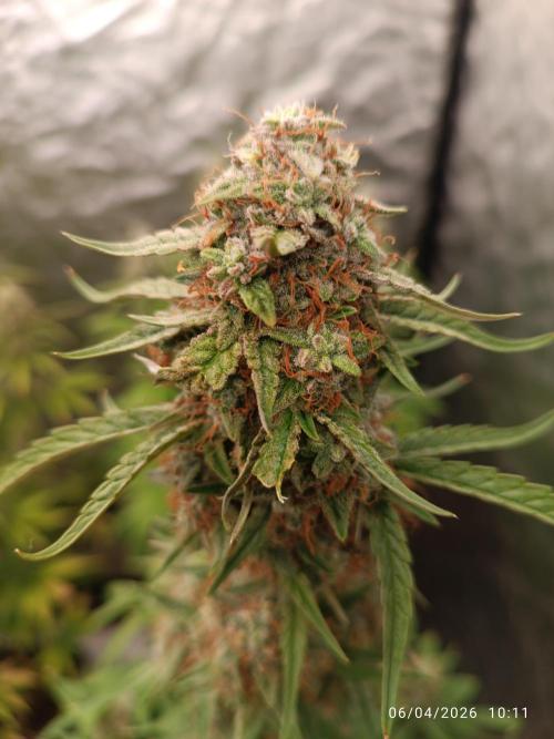 Grape Ape auto. Week 10