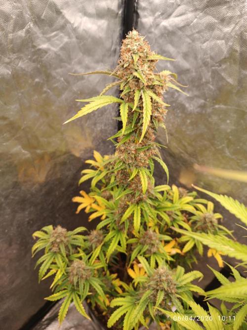 Grape Ape auto. Week 10