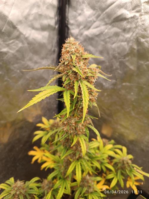 Grape Ape auto. Week 10