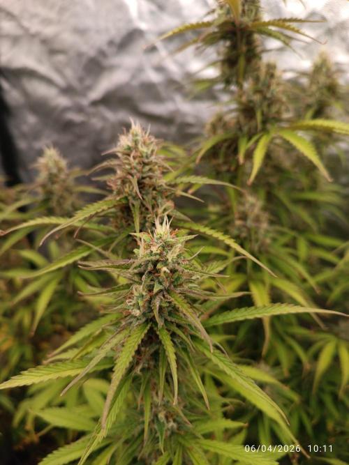 Creamzilla auto. Week 10