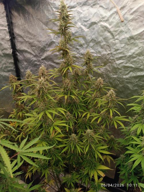 Creamzilla auto. Week 10