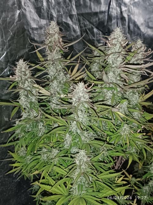 Forbidden runtz auto. Week 9
