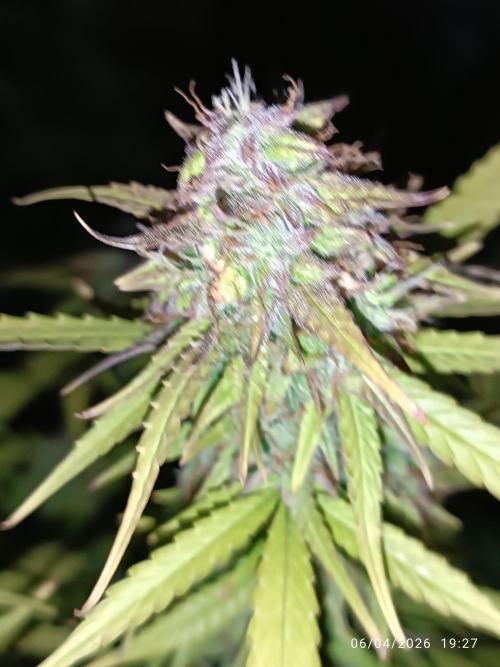 Forbidden runtz auto. Week 10