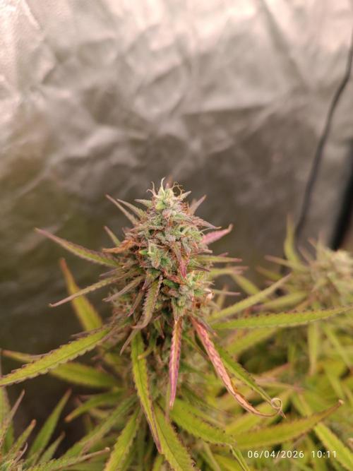 Forbidden runtz auto. Week 10