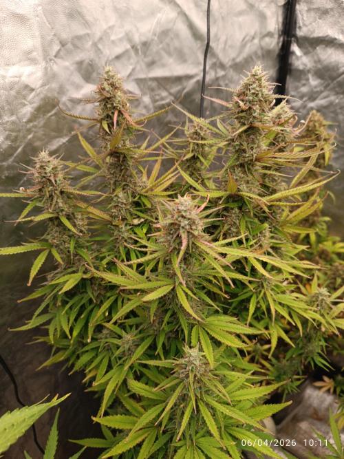 Forbidden Runtz Auto. Week 10