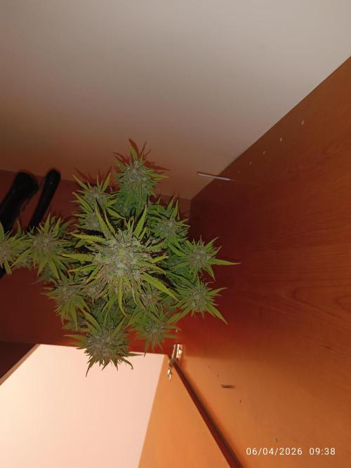 Forbidden runtz auto. Week 11