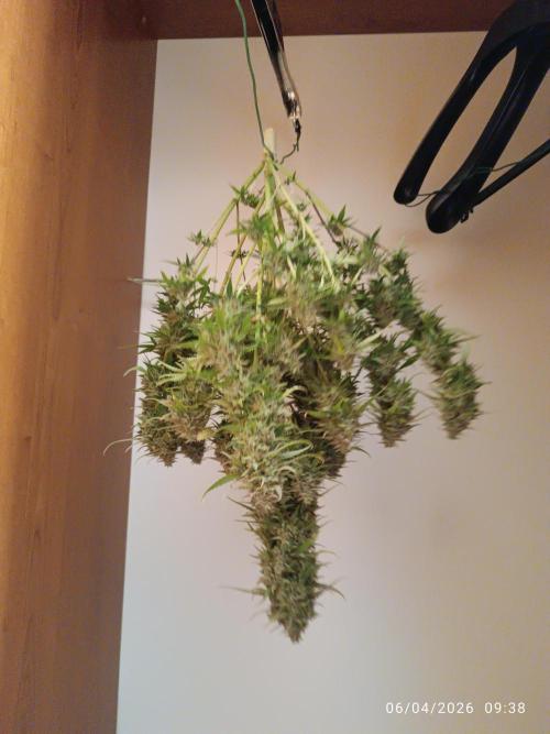 Forbidden runtz auto. Week 11