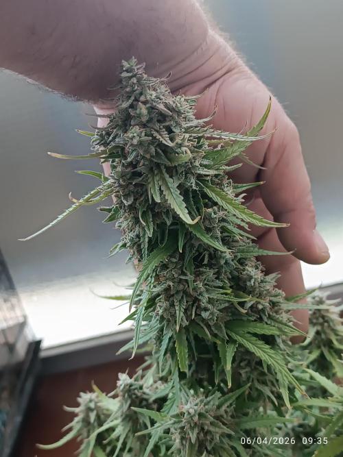 Forbidden runtz auto. Week 11