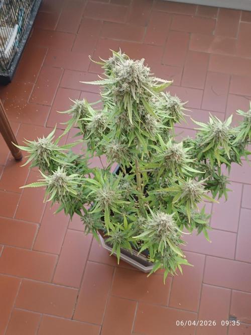Forbidden runtz auto. Week 11