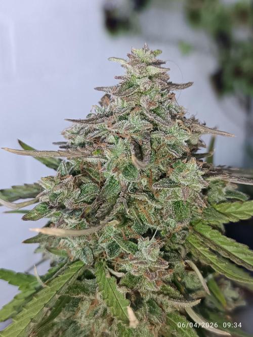 Forbidden runtz auto. Week 11