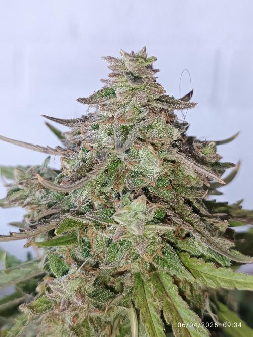 Forbidden runtz auto. Week 11