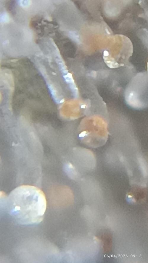 Forbidden runtz auto. Week 11