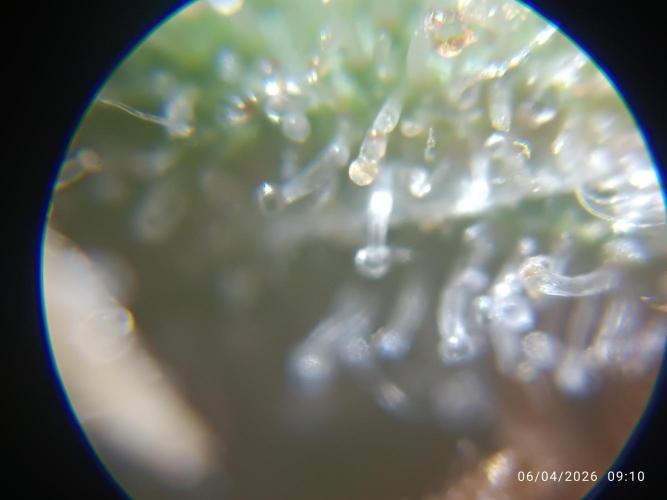 Forbidden runtz auto. Week 11