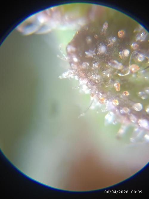 Forbidden Runtz Auto. Week 11