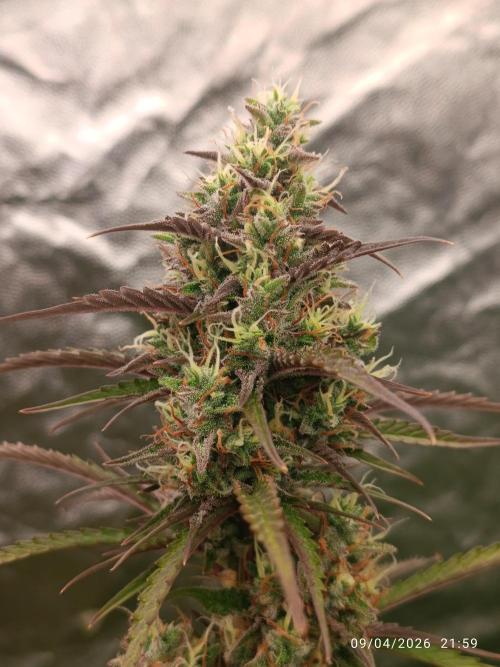 Creamzilla auto. Week 10