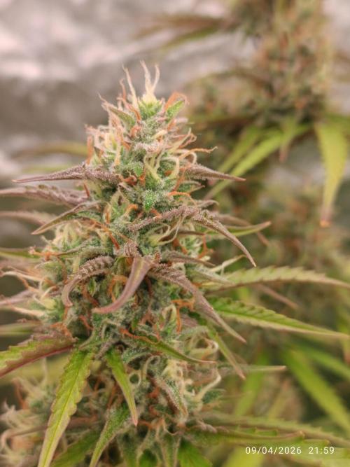 Creamzilla auto. Week 10