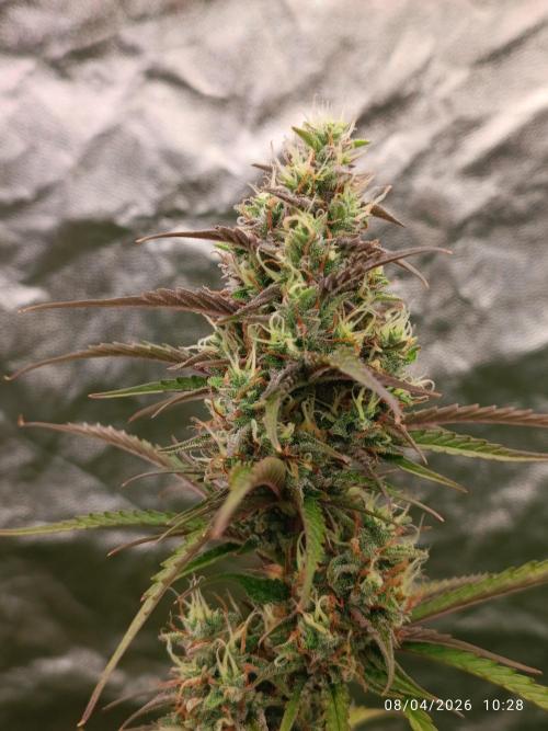Creamzilla auto. Week 10