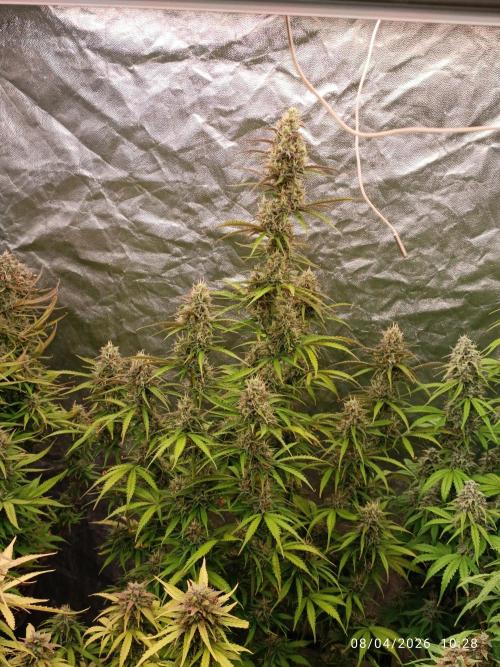 Creamzilla Auto. Week 10