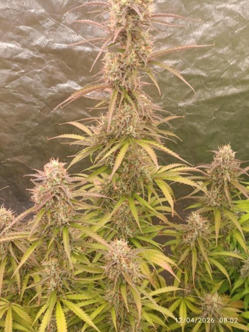 Creamzilla auto. Week 11