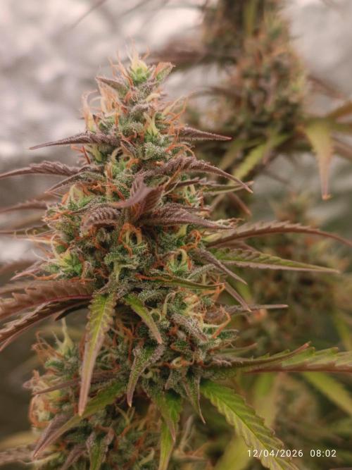 Creamzilla auto. Week 11