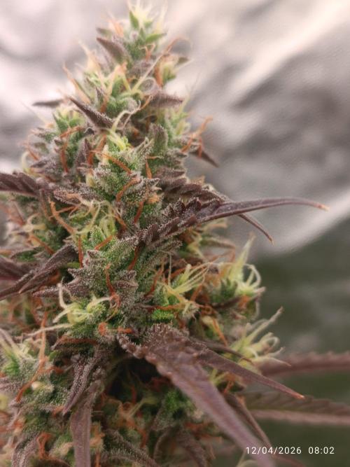 Creamzilla auto. Week 11