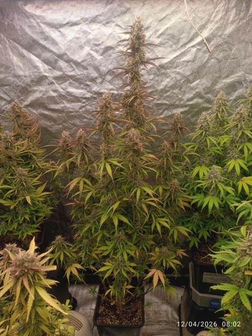 Creamzilla auto. Week 11