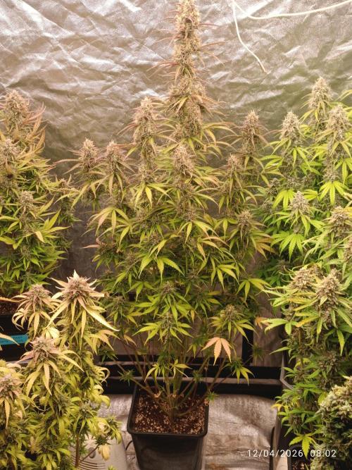 Creamzilla Auto. Week 11