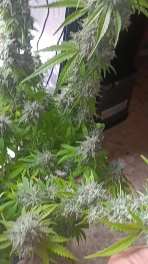 Grape Ape auto