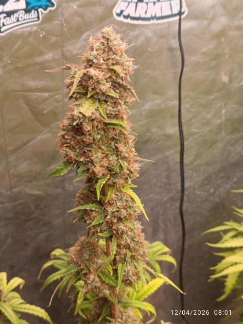 Grape Ape auto. Week 11