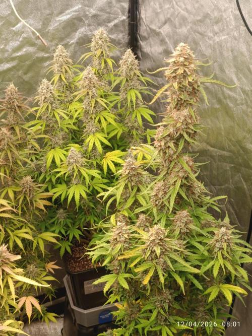 Grape Ape auto. Week 11