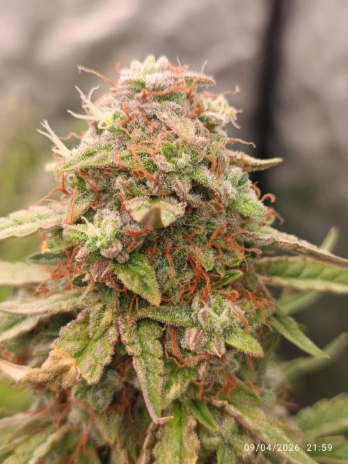Grape Ape auto. Week 11