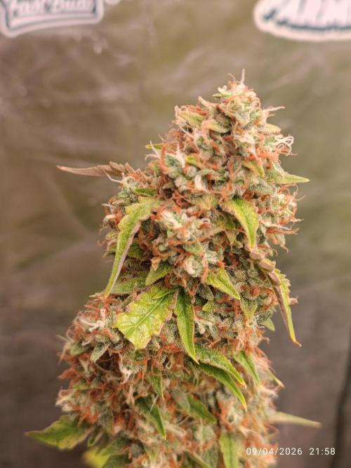 Grape Ape auto. Week 11