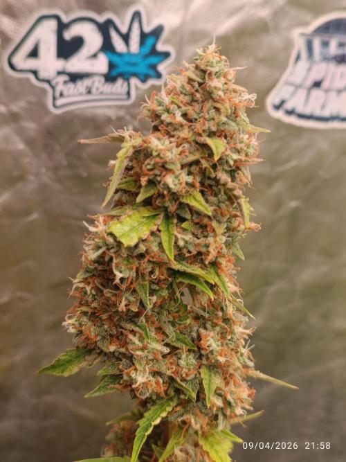 Grape Ape auto. Week 11