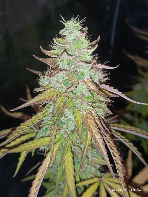 incredibile Hulk. Week 11